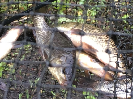 捕獲されたコイの幼魚