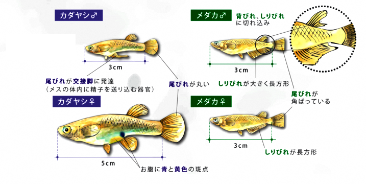 カダヤシとメダカの見分け方